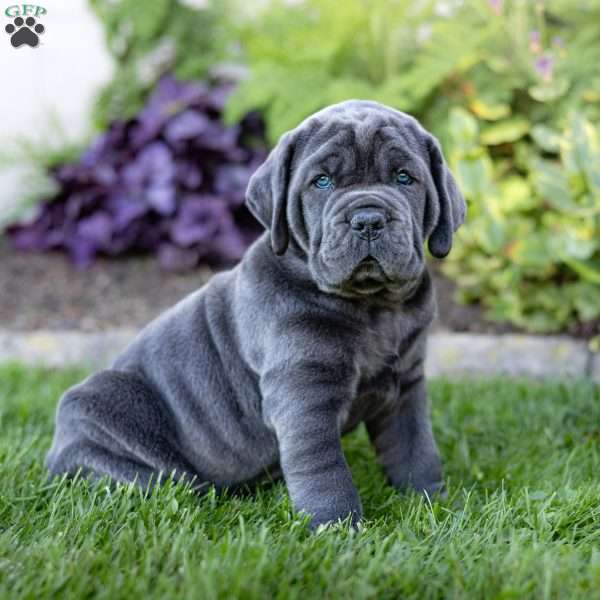 Ivy, Cane Corso Puppy